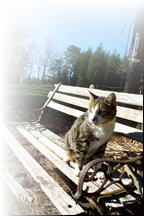 Fritzy enjoys the sun another altered Georgia cat