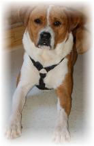 This fine dog was neutered