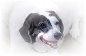 Matilda the Wise  - Neuter Your Animal