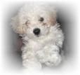 Neuter Your Dog