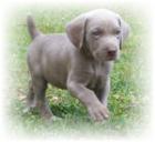 Neuter Your Puppy