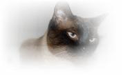 We altered Raindrop the Cat