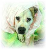 This sweet Pit is now altered