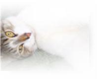 My beautiful Rosebud - Spay your Cat