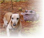 Sigmund says - Spay your Animal