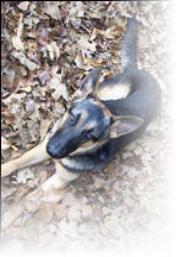 Smokey a neutered German Shepherd Puppy