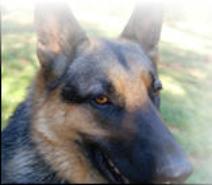 Smokey an Altered German Shepherd