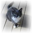Apollo the Cat, widely know as the smartest housecat ever