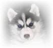 Spay Your Dog