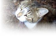Rosebud - Spay Your Georgia Cat